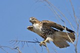 _MG_5310 Red-tailed Hawk.jpg