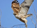 _MG_5311 Red-tailed Hawk.jpg