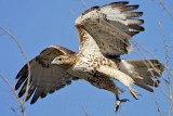 _MG_5312 Red-tailed Hawk.jpg