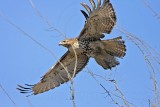 _MG_5313 Red-tailed Hawk.jpg