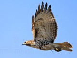 _MG_5319 Red-tailed Hawk.jpg