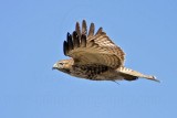 _MG_5321 Red-tailed Hawk.jpg
