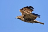 _MG_5329 Red-tailed Hawk.jpg