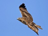 _MG_5332 Red-tailed Hawk.jpg