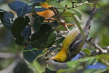 _MG_6053 Tropical Parula.jpg