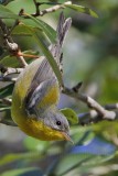 _MG_6056 Tropical Parula.jpg