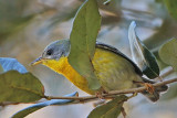 _MG_6143 Tropical Parula.jpg