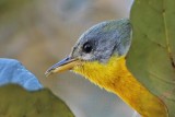 _MG_6143crop Tropical Parula.jpg