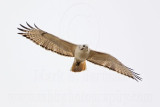 _MG_8651 Red-tailed Hawk.jpg