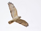 _MG_8656 Red-tailed Hawk.jpg