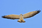 _MG_4373 White-tailed Hawk.jpg