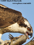 Osprey tearing off a fish flesh  by biting and twisting