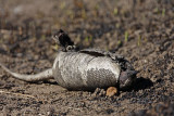 _MG_4795 Nine-banded Armadillo.jpg