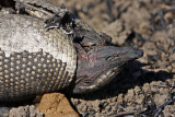 _MG_4810 Nine-banded Armadillo.jpg