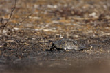 _MG_5334 Red-eared Slider.jpg