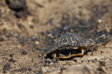 _MG_5337 Red-eared Slider.jpg