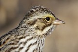 _MG_5386crop Savannah Sparrow.jpg