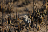 _MG_5434 Savannah Sparrow.jpg