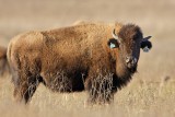 _MG_6179 American Bison.jpg