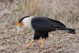 _MG_0007 Crested Caracara.jpg