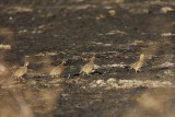 _MG_1643 Northern Bobwhite.jpg