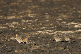 _MG_1678 Northern Bobwhite.jpg