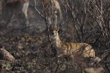 _MG_8720 Whitetail Deer.jpg