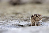 _MG_8971 Savannah Sparrow.jpg