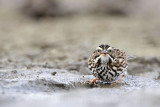 _MG_8973 Savannah Sparrow.jpg