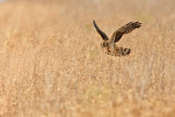 _MG_9178 Northern Harrier.jpg