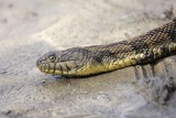 _MG_9292 Diamondback Water Snake.jpg