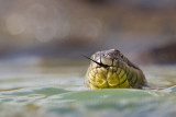 _MG_9347 Diamondback Water Snake.jpg