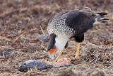 _MG_9985 Crested Caracara.jpg