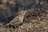 _MG_1103 Vesper Sparrow.jpg