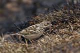 _MG_1109 Vesper Sparrow.jpg