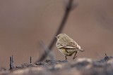 _MG_1297 American Pipit.jpg