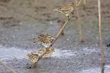 _MG_7655 Savannah Sparrow.jpg