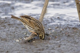 _MG_7698crop Savannah Sparrow.jpg