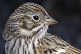 _MG_7743crop Vesper Sparrow.jpg