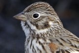 _MG_7750crop Vesper Sparrow.jpg