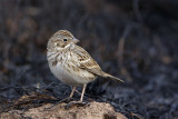 _MG_7790 Vesper Sparrow.jpg