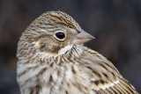 _MG_7790crop Vesper Sparrow.jpg