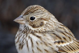 _MG_7793crop Vesper Sparrow.jpg