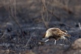 _MG_7881 Crested Caracara.jpg