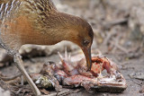 _MG_0337 King Rail.jpg