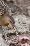 _MG_0455 King Rail.jpg