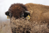_MG_1933 American Bison.jpg