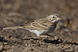 _MG_5150 Vesper Sparrow - double scratch.jpg