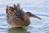 _MG_5685 King Rail.jpg