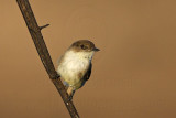 _MG_6396 Eastern Phoebe.jpg